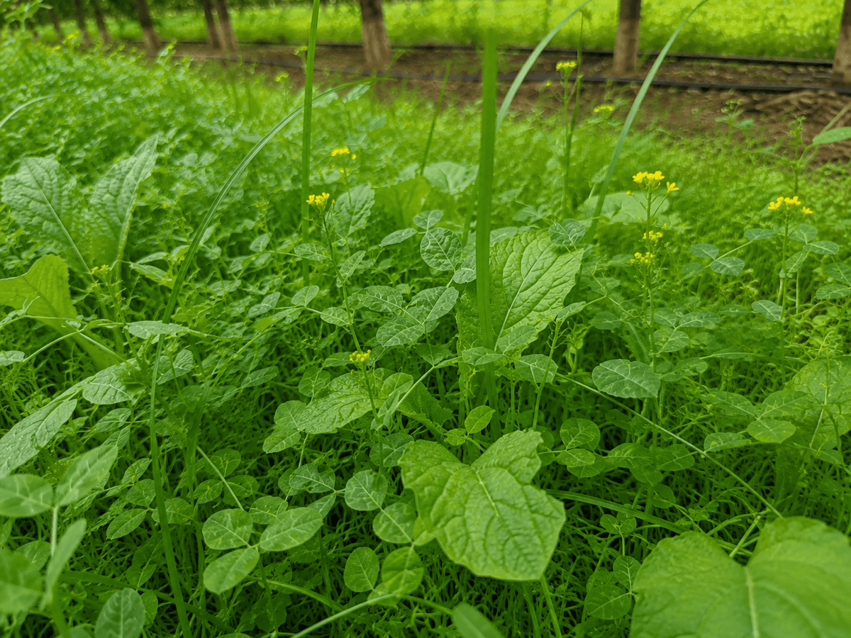 Peaceful Valley Orchard Cover Crop Mix LB Grow Organic