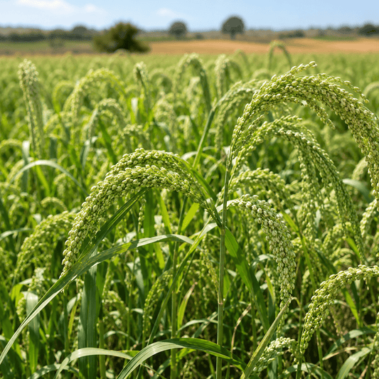 White millet seed heads in a field