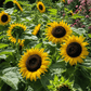 Black oil sunflowers in bloom