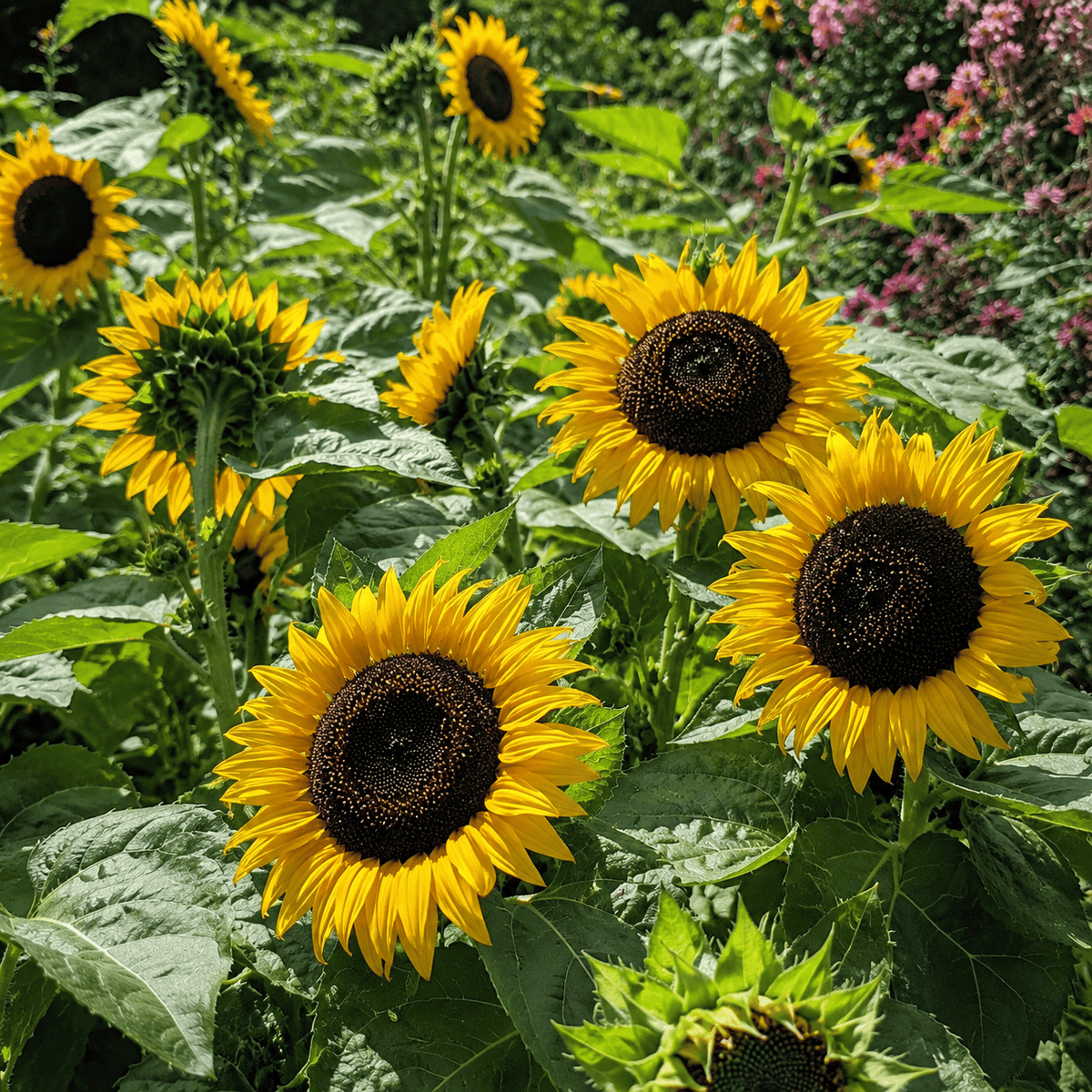 Black oil sunflowers in bloom