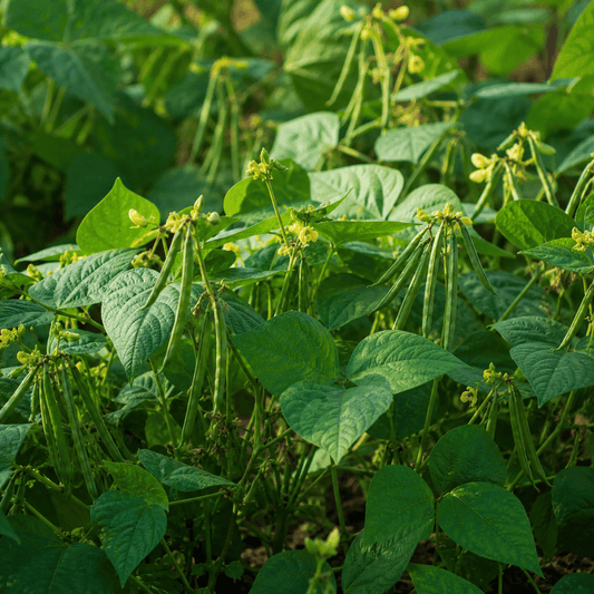 Leafy mung bean plant