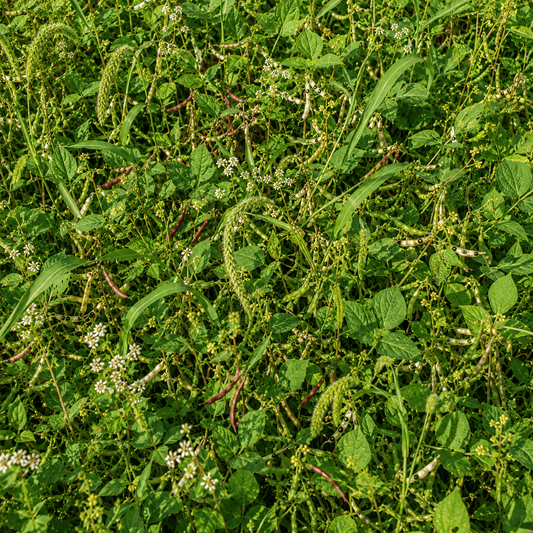 Low mixed summer cover crop