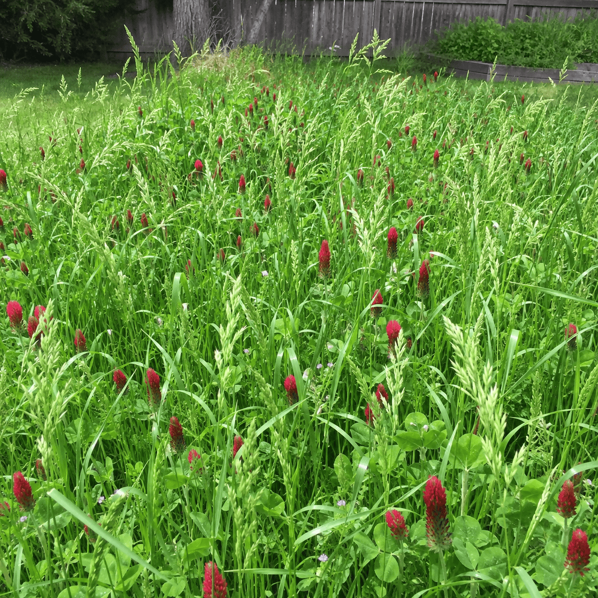 Dryland cover crop blend of ryegrass, brome, and crimson clover