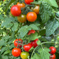 Large Red Cherry Tomato Seeds San Diego Seed Company