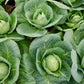 All Season Cabbage Seeds San Diego Seed Company