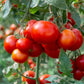 Gardener's Delight Tomato Seeds (Organic) San Diego Seed Company