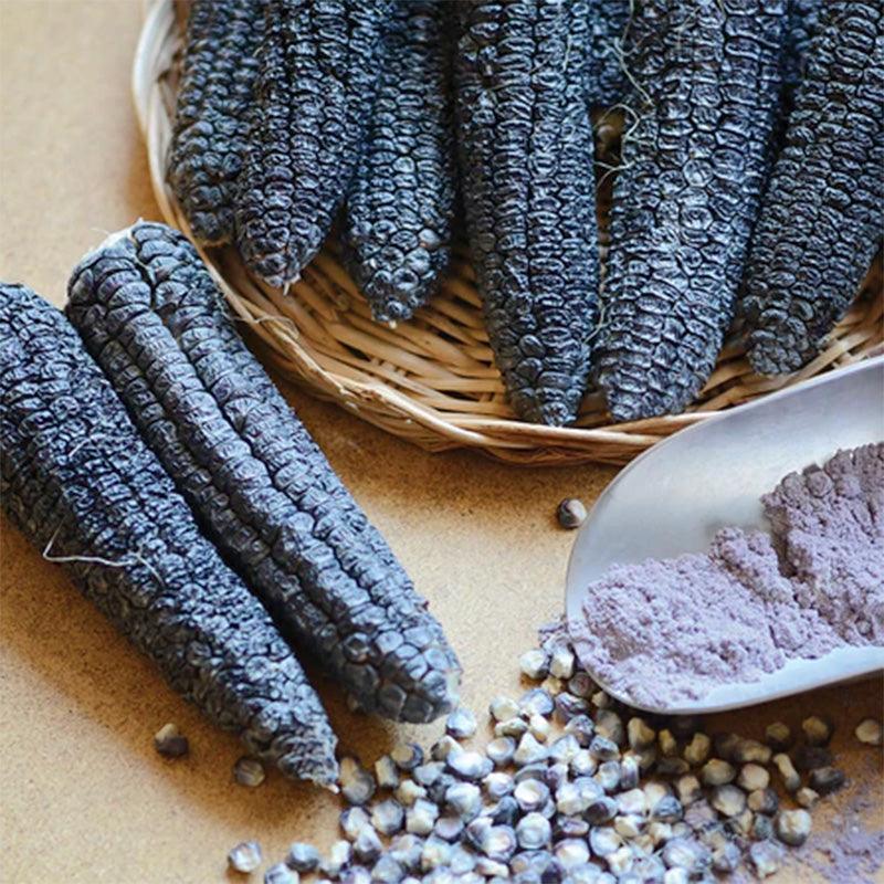 Hooker's Sweet Indian Corn Seeds (Organic) Territorial Seed Company