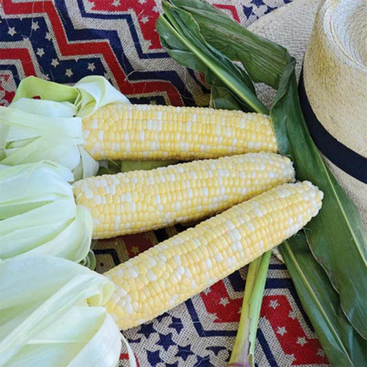 Serendipity Corn Seeds Territorial Seed Company