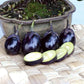 Patio Baby Eggplant Seeds Territorial Seed Company