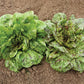 Flashy Trout's Back Lettuce Seeds (Organic) Territorial Seed Company