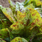 Flashy Trout's Back Lettuce Seeds (Organic) Territorial Seed Company