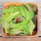 Wildest Garden Lettuce Mix Seeds Territorial Seed Company