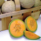 Sugar Cube Melon Seeds Territorial Seed Company