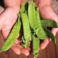 Avalanche Pea Seeds Territorial Seed Company