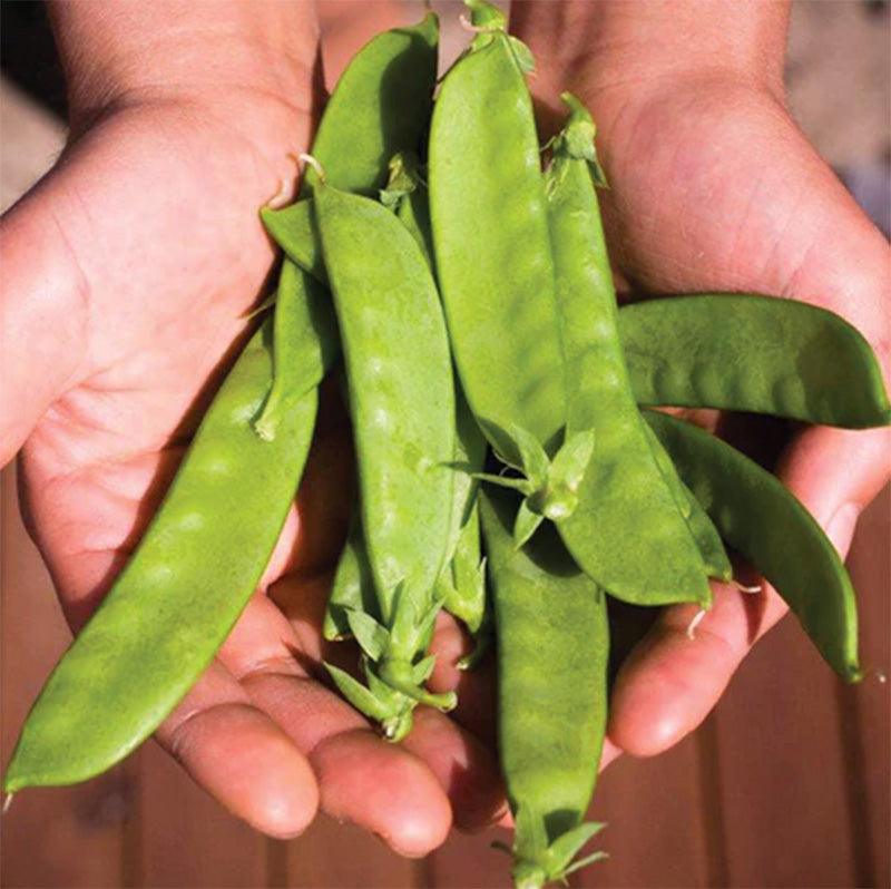 Avalanche Pea Seeds Territorial Seed Company