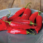 Aji Rico Hot Pepper Seeds Territorial Seed Company