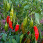 Aji Rico Hot Pepper Seeds Territorial Seed Company
