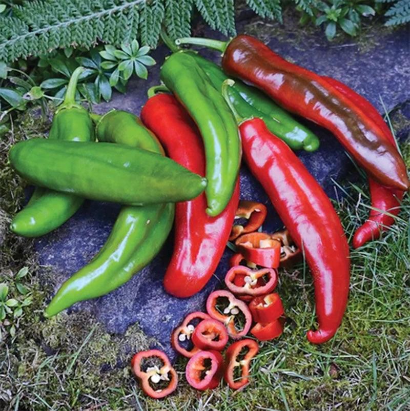 Anaheim College 64 Hot Pepper Seeds Territorial Seed Company