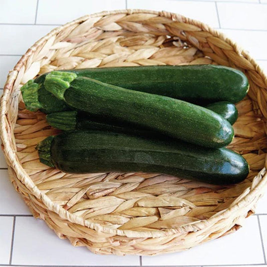 Emerald Delight Summer Squash Seeds Territorial Seed Company