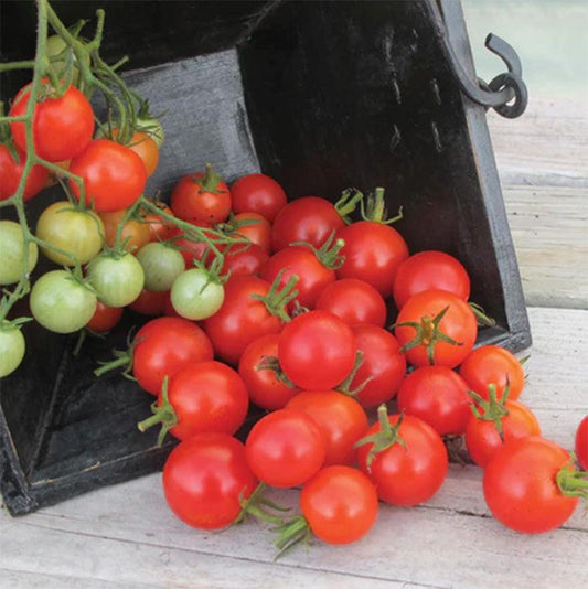 Buzz Cherry Tomato Seeds (Organic) Territorial Seed Company
