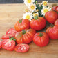Grandma's Pick Tomato Seeds Territorial Seed Company