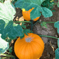 Howden Pumpkin Territorial Seed Company