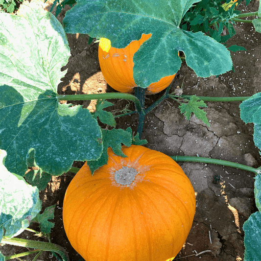 Howden Pumpkin Territorial Seed Company