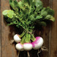 Organic Turnip Fort Umpqua Seeds Territorial Seed Company
