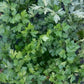 Organic Parsley Gigante D'italia Seeds Territorial Seed Company