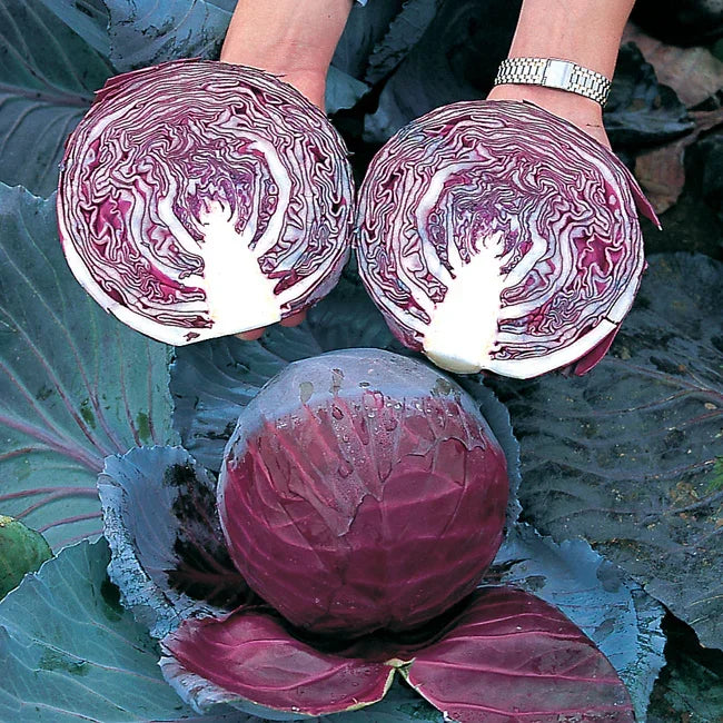 Cabbage Primero Seeds Territorial Seed Company