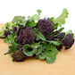 Broccoli Rudolph Seeds Territorial Seed Company