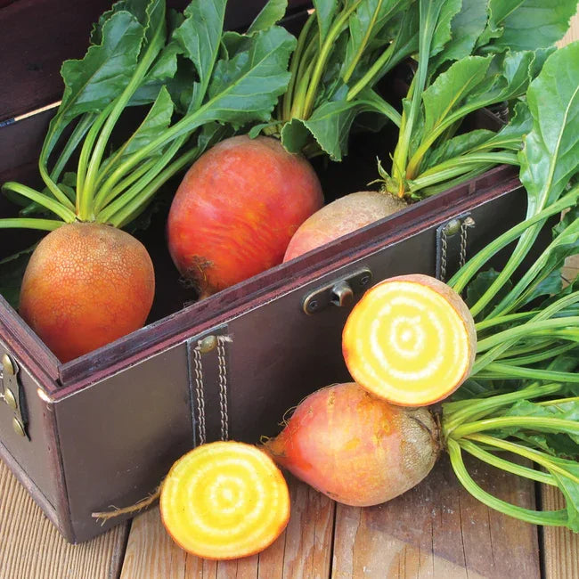 Beet Touchstone Gold  Seeds Territorial Seed Company