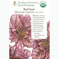 Red Giant Mustard Seeds (Organic) Southern Exposure Seed Exchange