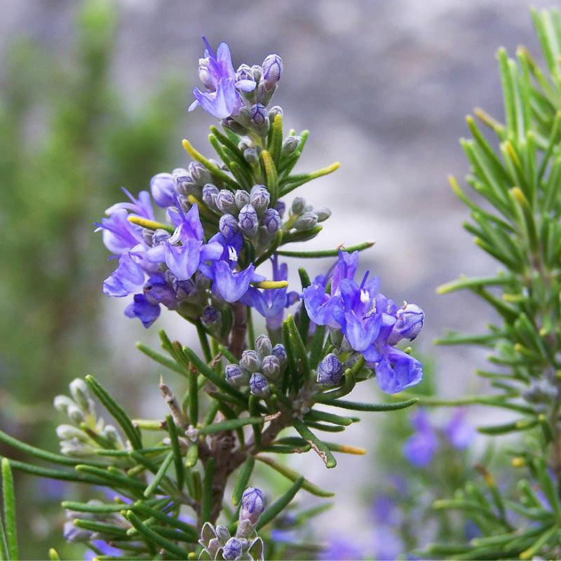 Rosemary Seeds (Organic) Southern Exposure Seed Exchange