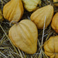 Thelma Sanders Sweet Potato Winter Squash Seeds (Organic) Southern Exposure Seed Exchange