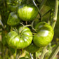 Green Zebra Tomato Seeds (Organic) Southern Exposure Seed Exchange