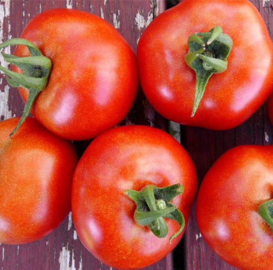Glacier Tomato Seeds (Organic) Southern Exposure Seed Exchange