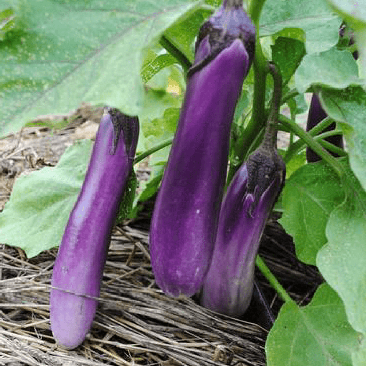 Ping Tung Long Eggplant Southern Exposure Seed Exchange