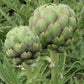 Tavor Artichoke Seeds (Organic) High Mowing Seeds