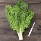 Fordhook Giant Chard Seeds (Organic) High Mowing Seeds