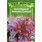Outredgeous Romaine Lettuce Seeds (Organic) High Mowing Seeds