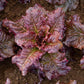 Outredgeous Romaine Lettuce Seeds (Organic) High Mowing Seeds