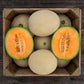 True Love F1 Melon Seeds (Organic) High Mowing Seeds