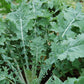 White Russian Kale (Organic) High Mowing Seeds
