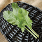 Sorrel (Organic) High Mowing Seeds