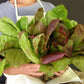 Red & Green Romaines Caesar Duo Lettuce Seed Mix Renee's Garden