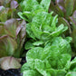 Red & Green Romaines Caesar Duo Lettuce Seed Mix Renee's Garden