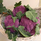 Purple Crush Cauliflower Seeds Renee's Garden