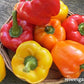 Jewel Toned Crimson, Gold, & Orange Bell Pepper Seed Mix Renee's Garden