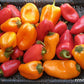Baby Belle Mini Snack/Salad Peppers Seeds Renee's Garden
